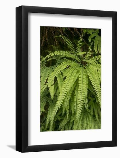 California. Five-Finger Fern, Western Maidenhair Fern, Redwood National and State Park-Judith Zimmerman-Framed Photographic Print