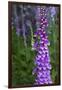 California. Foxglove, Bald Hills Road, Redwood National and State Park-Judith Zimmerman-Framed Photographic Print