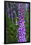 California. Foxglove, Bald Hills Road, Redwood National and State Park-Judith Zimmerman-Framed Photographic Print