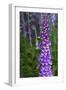 California. Foxglove, Bald Hills Road, Redwood National and State Park-Judith Zimmerman-Framed Photographic Print