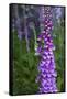 California. Foxglove, Bald Hills Road, Redwood National and State Park-Judith Zimmerman-Framed Stretched Canvas