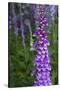 California. Foxglove, Bald Hills Road, Redwood National and State Park-Judith Zimmerman-Stretched Canvas