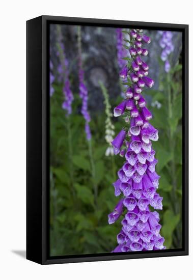 California. Foxglove, Bald Hills Road, Redwood National and State Park-Judith Zimmerman-Framed Stretched Canvas