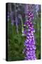 California. Foxglove, Bald Hills Road, Redwood National and State Park-Judith Zimmerman-Stretched Canvas