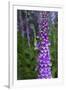 California. Foxglove, Bald Hills Road, Redwood National and State Park-Judith Zimmerman-Framed Photographic Print