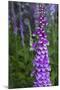 California. Foxglove, Bald Hills Road, Redwood National and State Park-Judith Zimmerman-Mounted Photographic Print