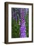 California. Foxglove, Bald Hills Road, Redwood National and State Park-Judith Zimmerman-Framed Photographic Print