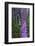 California. Foxglove, Bald Hills Road, Redwood National and State Park-Judith Zimmerman-Framed Photographic Print