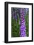 California. Foxglove, Bald Hills Road, Redwood National and State Park-Judith Zimmerman-Framed Photographic Print