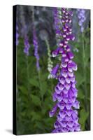 California. Foxglove, Bald Hills Road, Redwood National and State Park-Judith Zimmerman-Stretched Canvas