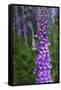 California. Foxglove, Bald Hills Road, Redwood National and State Park-Judith Zimmerman-Framed Stretched Canvas