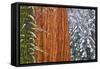California, Giant Sequoia in Winter, Giant Forest, Sequoia National Park-Russ Bishop-Framed Stretched Canvas
