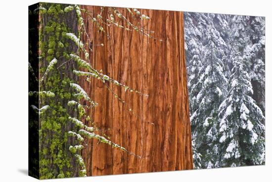 California, Giant Sequoia in Winter, Giant Forest, Sequoia National Park-Russ Bishop-Stretched Canvas