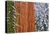 California, Giant Sequoia in Winter, Giant Forest, Sequoia National Park-Russ Bishop-Stretched Canvas