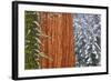 California, Giant Sequoia in Winter, Giant Forest, Sequoia National Park-Russ Bishop-Framed Photographic Print