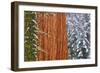 California, Giant Sequoia in Winter, Giant Forest, Sequoia National Park-Russ Bishop-Framed Photographic Print