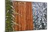 California, Giant Sequoia in Winter, Giant Forest, Sequoia National Park-Russ Bishop-Mounted Photographic Print