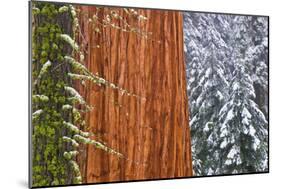 California, Giant Sequoia in Winter, Giant Forest, Sequoia National Park-Russ Bishop-Mounted Photographic Print