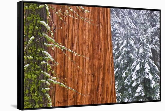 California, Giant Sequoia in Winter, Giant Forest, Sequoia National Park-Russ Bishop-Framed Stretched Canvas