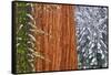 California, Giant Sequoia in Winter, Giant Forest, Sequoia National Park-Russ Bishop-Framed Stretched Canvas