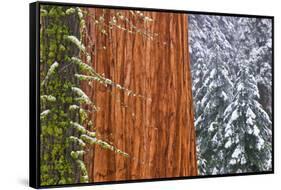 California, Giant Sequoia in Winter, Giant Forest, Sequoia National Park-Russ Bishop-Framed Stretched Canvas