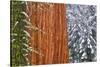 California, Giant Sequoia in Winter, Giant Forest, Sequoia National Park-Russ Bishop-Stretched Canvas