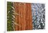 California, Giant Sequoia in Winter, Giant Forest, Sequoia National Park-Russ Bishop-Framed Photographic Print