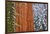 California, Giant Sequoia in Winter, Giant Forest, Sequoia National Park-Russ Bishop-Framed Photographic Print