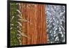 California, Giant Sequoia in Winter, Giant Forest, Sequoia National Park-Russ Bishop-Framed Photographic Print