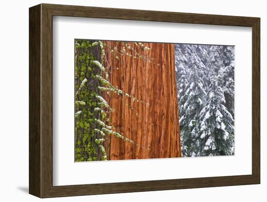 California, Giant Sequoia in Winter, Giant Forest, Sequoia National Park-Russ Bishop-Framed Photographic Print