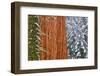 California, Giant Sequoia in Winter, Giant Forest, Sequoia National Park-Russ Bishop-Framed Photographic Print