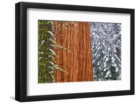 California, Giant Sequoia in Winter, Giant Forest, Sequoia National Park-Russ Bishop-Framed Photographic Print