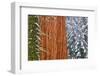 California, Giant Sequoia in Winter, Giant Forest, Sequoia National Park-Russ Bishop-Framed Photographic Print