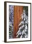 California, Giant Sequoia in Winter, Giant Forest, Sequoia National Park-Russ Bishop-Framed Photographic Print