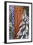 California, Giant Sequoia in Winter, Giant Forest, Sequoia National Park-Russ Bishop-Framed Photographic Print