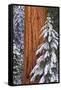 California, Giant Sequoia in Winter, Giant Forest, Sequoia National Park-Russ Bishop-Framed Stretched Canvas