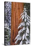 California, Giant Sequoia in Winter, Giant Forest, Sequoia National Park-Russ Bishop-Stretched Canvas