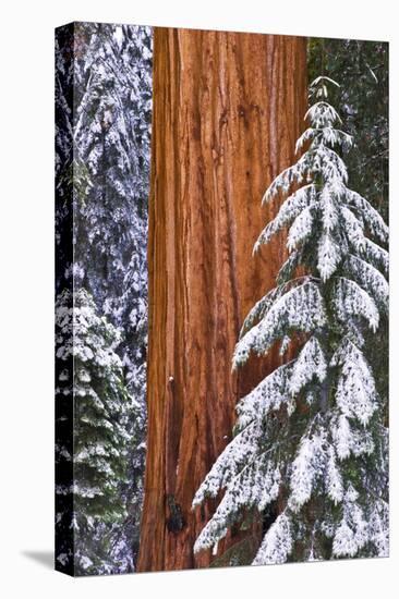 California, Giant Sequoia in Winter, Giant Forest, Sequoia National Park-Russ Bishop-Stretched Canvas