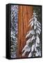 California, Giant Sequoia in Winter, Giant Forest, Sequoia National Park-Russ Bishop-Framed Stretched Canvas