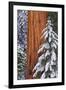 California, Giant Sequoia in Winter, Giant Forest, Sequoia National Park-Russ Bishop-Framed Photographic Print