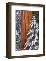 California, Giant Sequoia in Winter, Giant Forest, Sequoia National Park-Russ Bishop-Framed Photographic Print