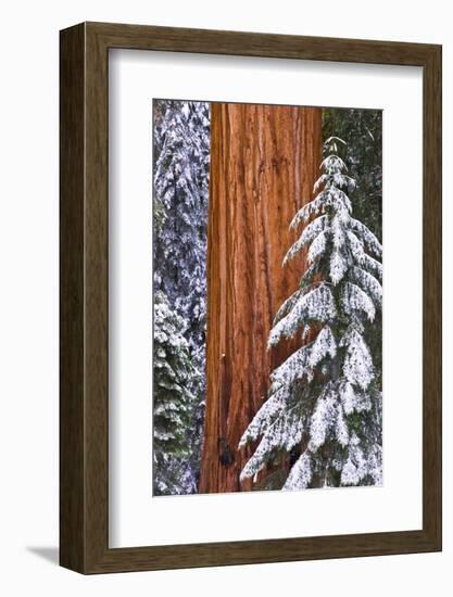 California, Giant Sequoia in Winter, Giant Forest, Sequoia National Park-Russ Bishop-Framed Photographic Print