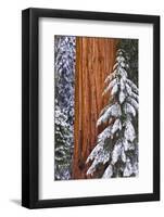 California, Giant Sequoia in Winter, Giant Forest, Sequoia National Park-Russ Bishop-Framed Photographic Print