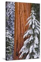 California, Giant Sequoia in Winter, Giant Forest, Sequoia National Park-Russ Bishop-Stretched Canvas