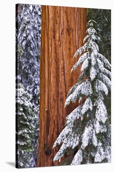 California, Giant Sequoia in Winter, Giant Forest, Sequoia National Park-Russ Bishop-Stretched Canvas