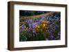 California Golden Poppies and Purple Wildflowers Blooming in a Sonoran Desert Field at Sunset-Eric Mischke-Framed Photographic Print