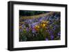 California Golden Poppies and Purple Wildflowers Blooming in a Sonoran Desert Field at Sunset-Eric Mischke-Framed Photographic Print