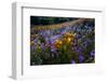 California Golden Poppies and Purple Wildflowers Blooming in a Sonoran Desert Field at Sunset-Eric Mischke-Framed Photographic Print