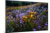 California Golden Poppies and Purple Wildflowers Blooming in a Sonoran Desert Field at Sunset-Eric Mischke-Mounted Photographic Print