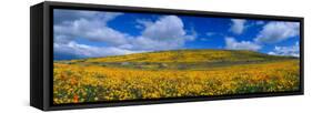 California Golden Poppies Blooming, Antelope Valley California Poppy Reserve, Antelope Valley-null-Framed Stretched Canvas